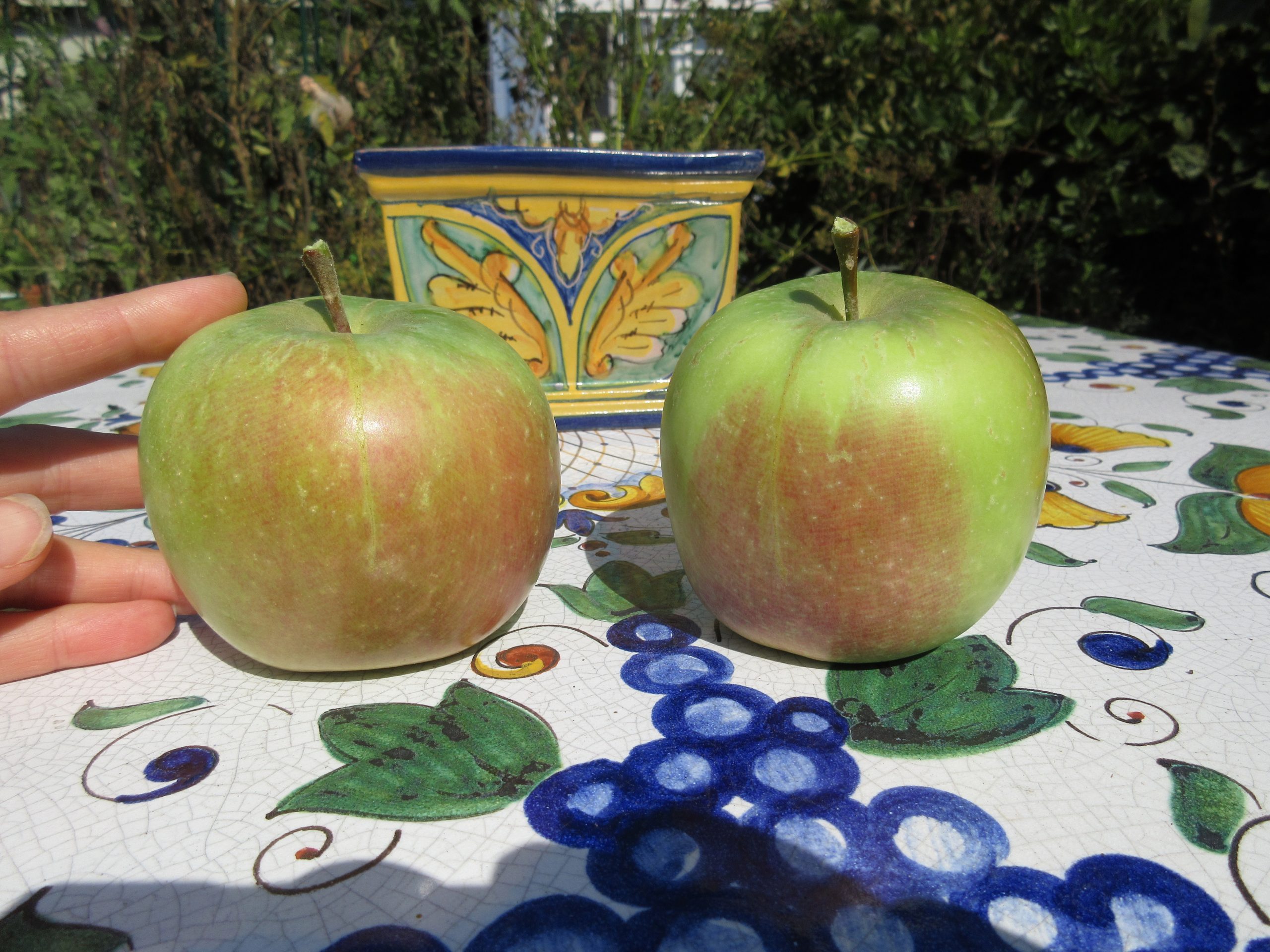 Fuji apple harvest Gardenerd