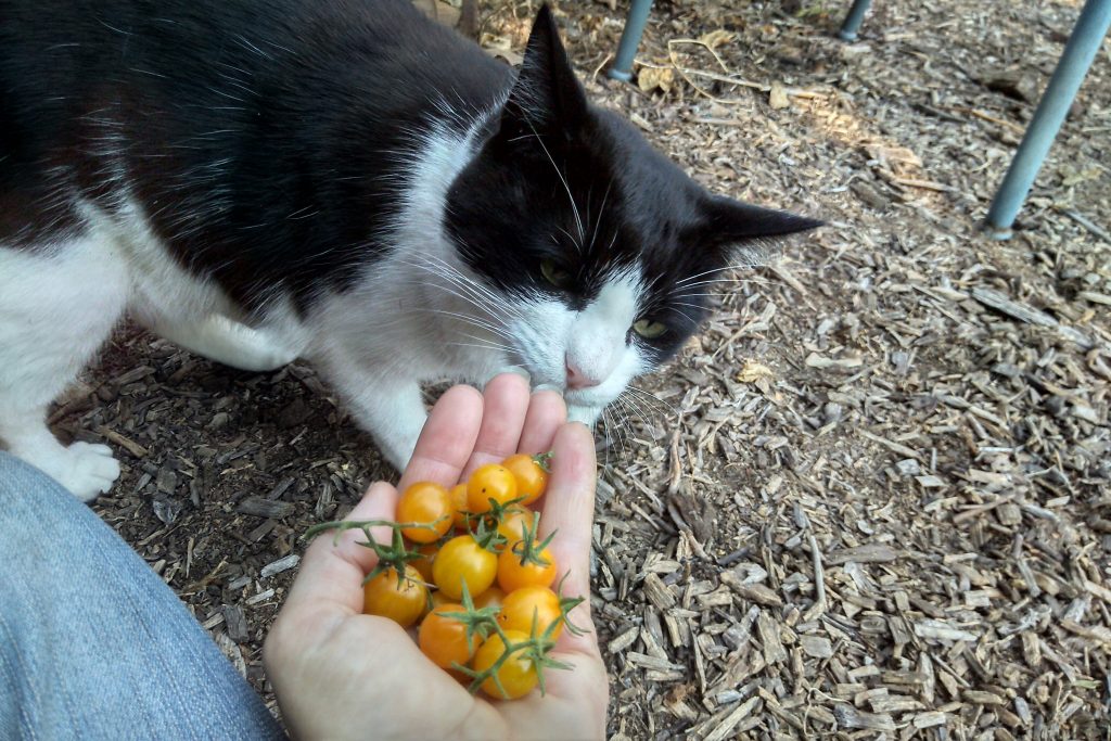 Mittens smells tomatoes