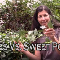 YouTube: Potatoes Vs. Sweet Potatoes