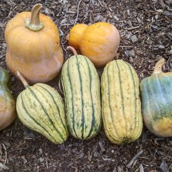 Wordless Wednesday: Fall Harvests and New Beginnings