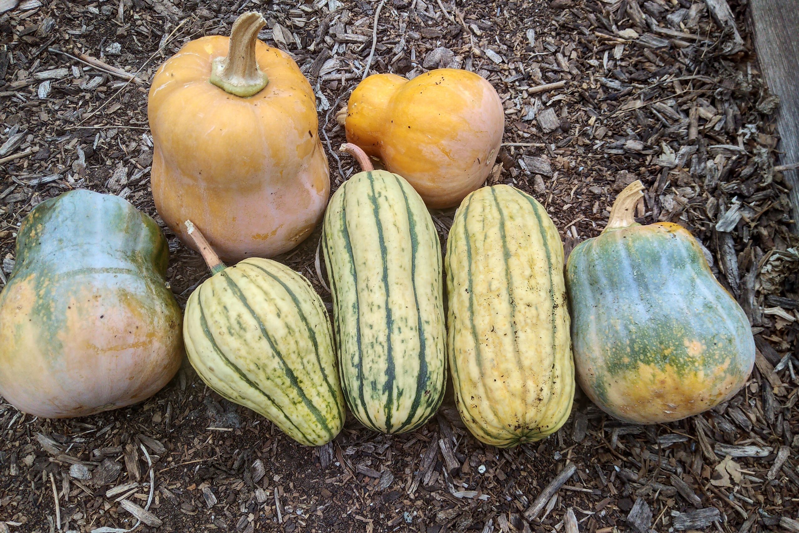 Read more about the article Wordless Wednesday: Fall Harvests and New Beginnings