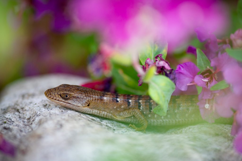 Alligator lizard wild yards