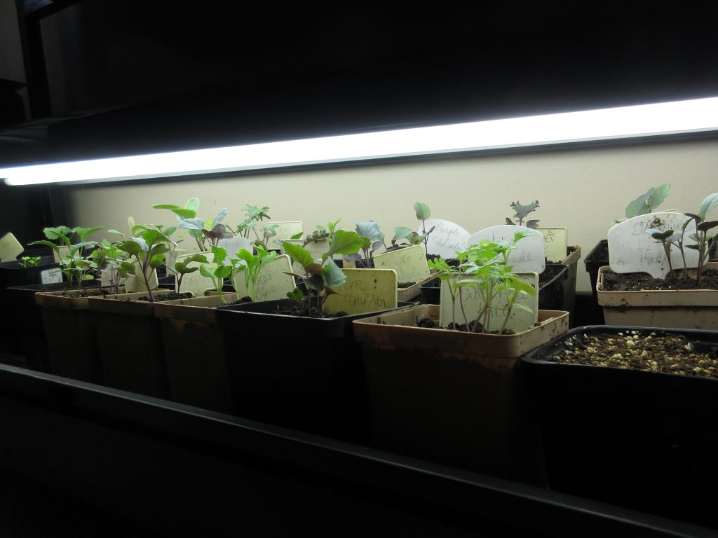 Brassicas under growlights