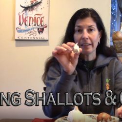 YouTube: Growing Shallots and Garlic – Selection to Harvest