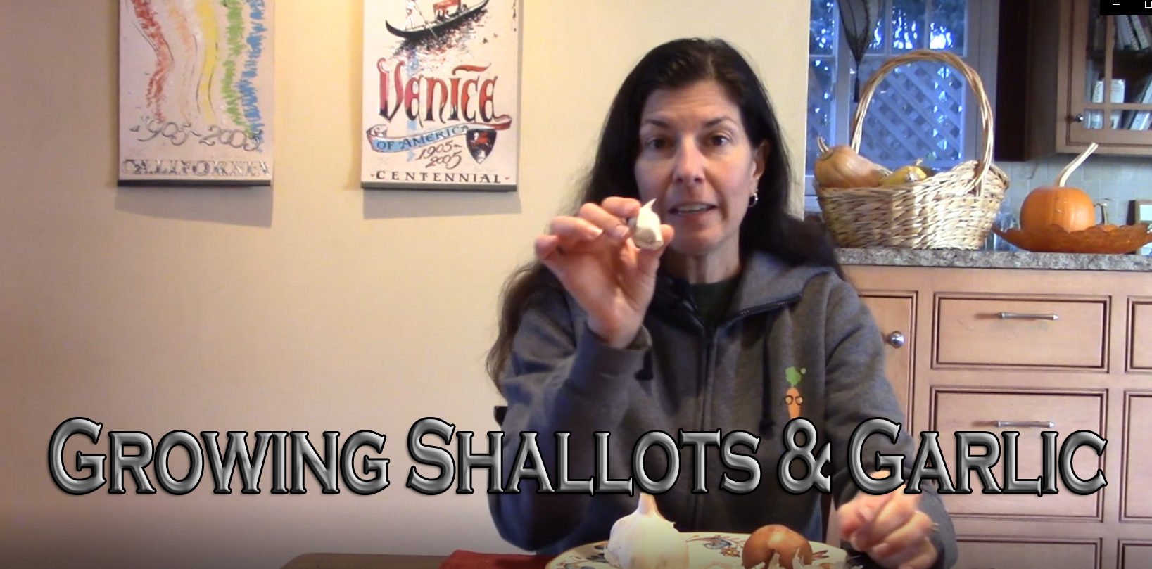 You are currently viewing YouTube: Growing Shallots and Garlic – Selection to Harvest