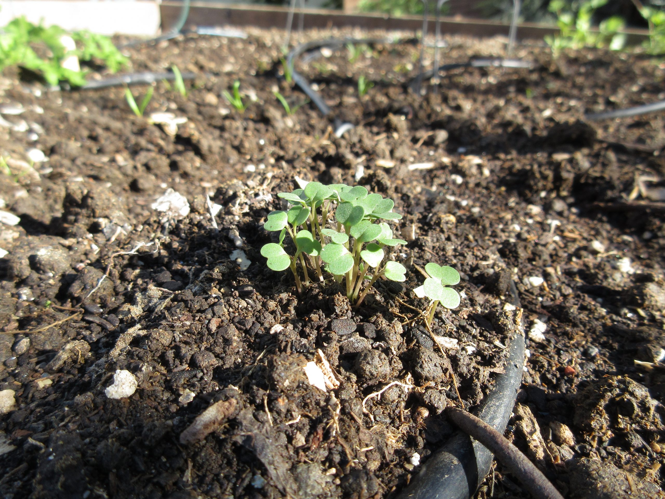 arugula sprouts Gardenerd