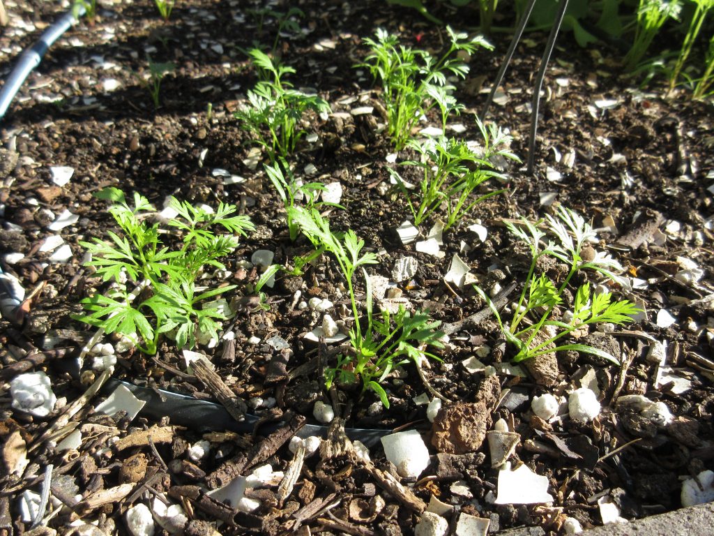 carrot sprouts