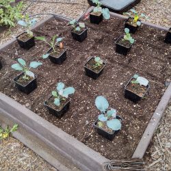 Wordless Wednesday: Fall Gardening is ON!