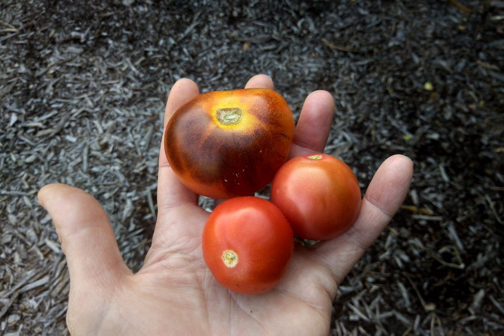 Straggler tomatoes