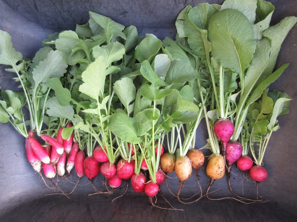 First radish harvest