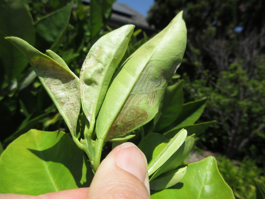 leaf miner