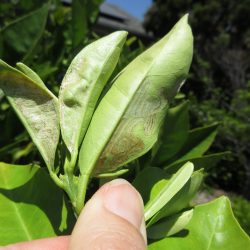 Ask Gardenerd: Solving Leaf Miner Issues