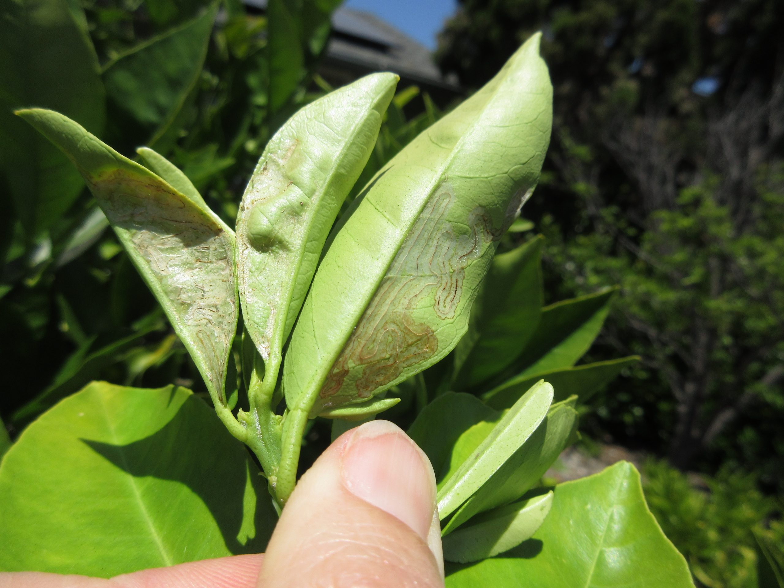 You are currently viewing Ask Gardenerd: Solving Leaf Miner Issues