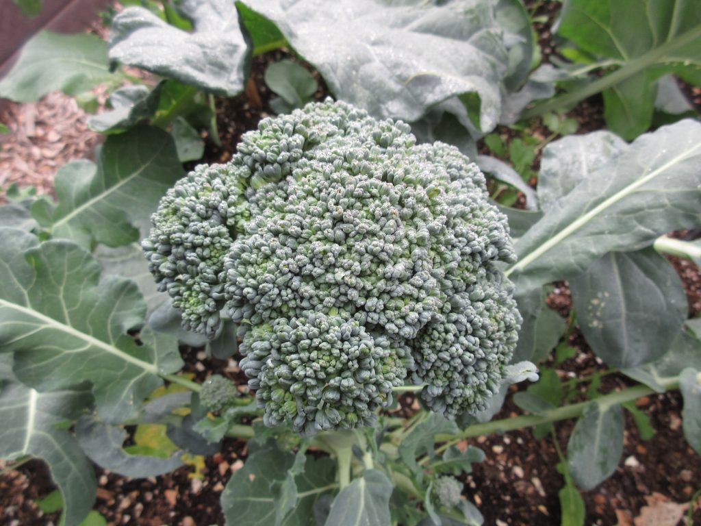 Thompson broccoli wordless wednesday