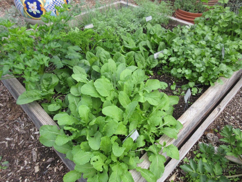 herbs and arugula