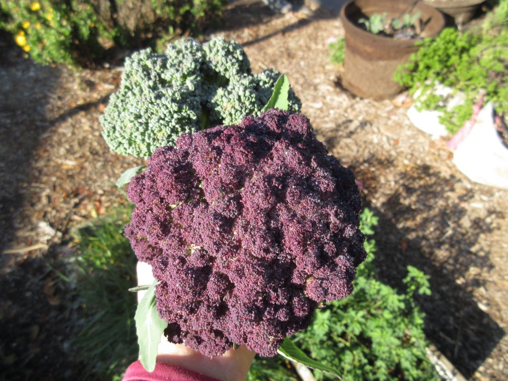 Broccoli harvest 