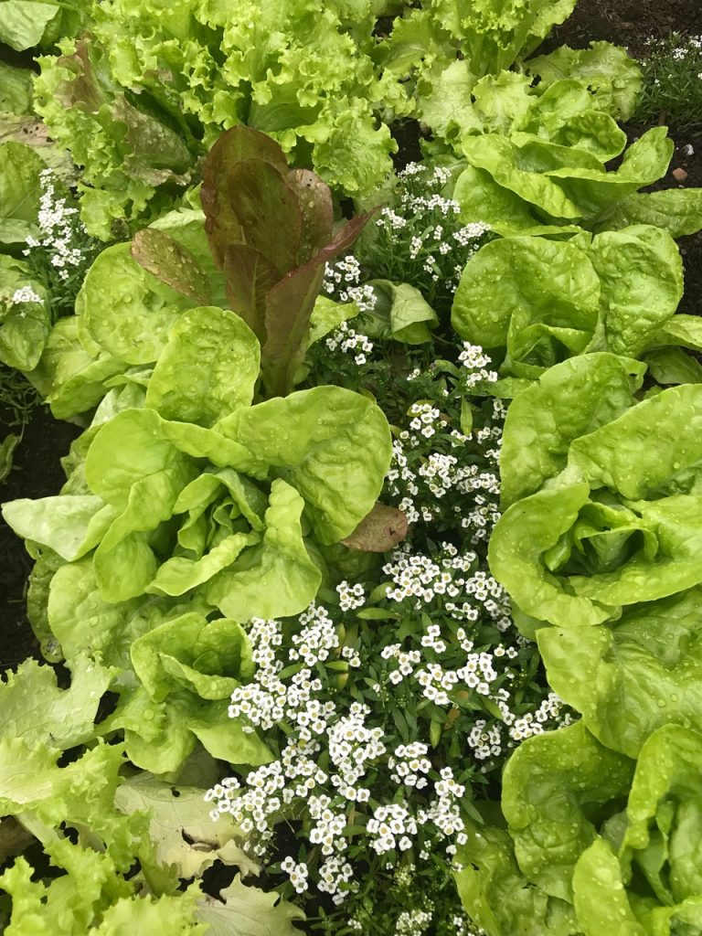 Companion planting lettuces alyssum