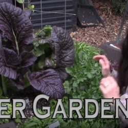 YouTube: Winter 2021 Test Garden Tour