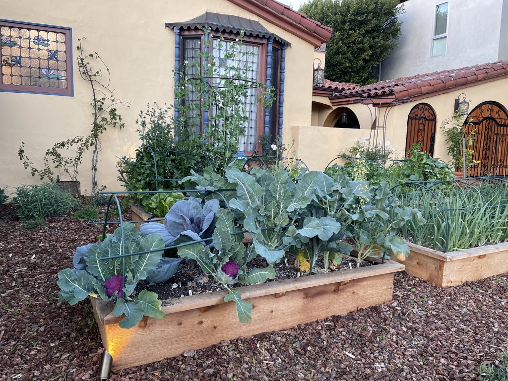 Pitt front yard mini farm brassicas