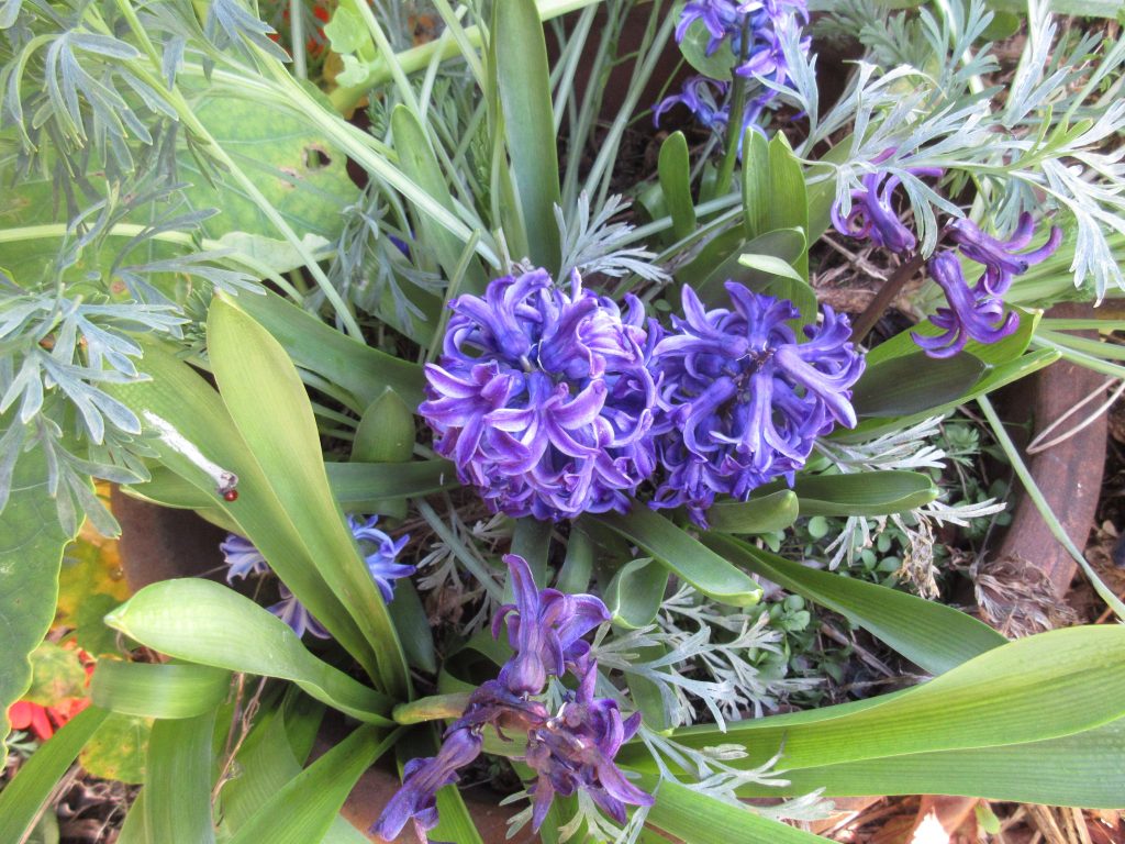 Hyacinth blooming