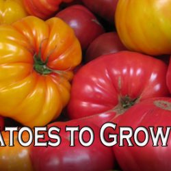 YouTube: Colorful Tomatoes to Grow in 2021