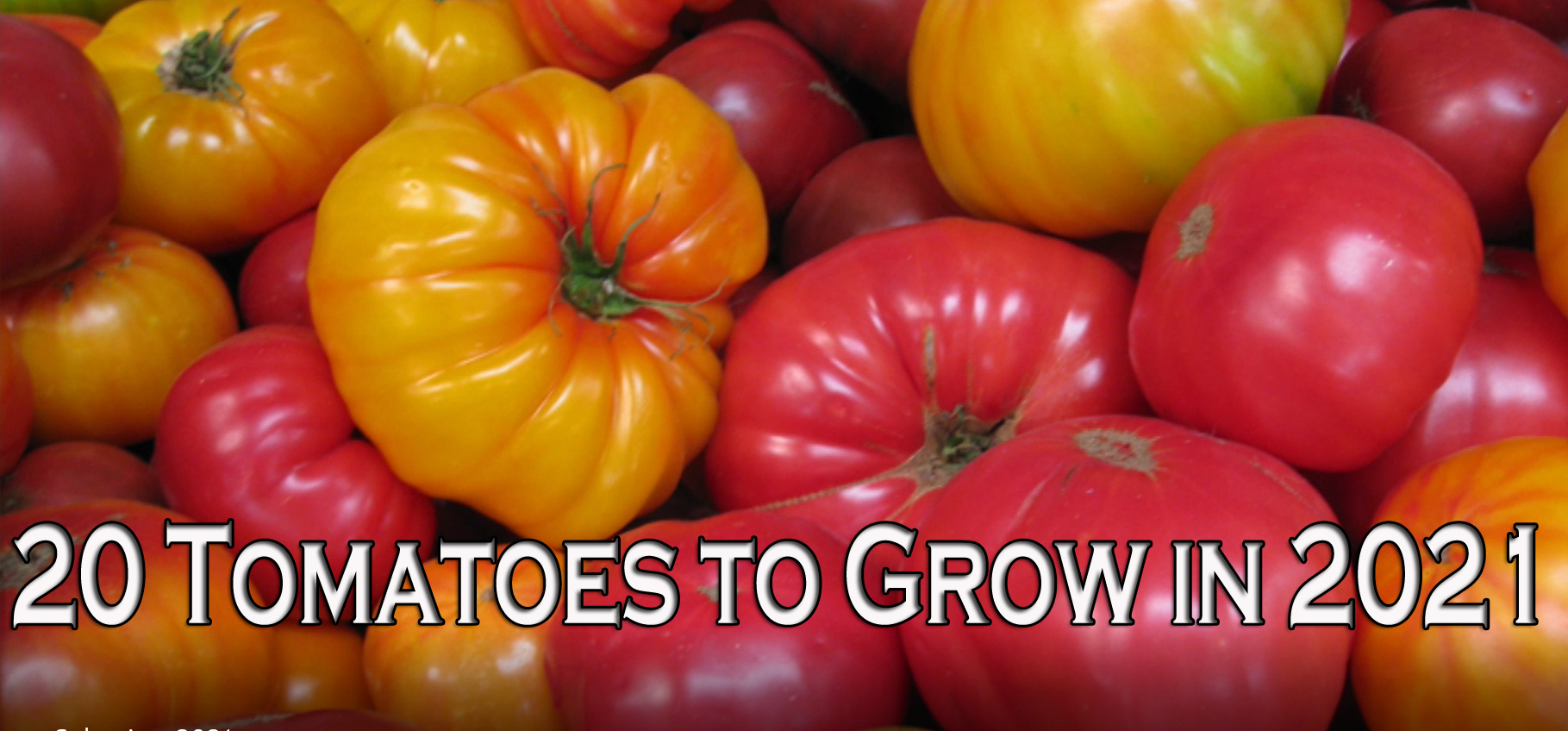 Read more about the article YouTube: Colorful Tomatoes to Grow in 2021