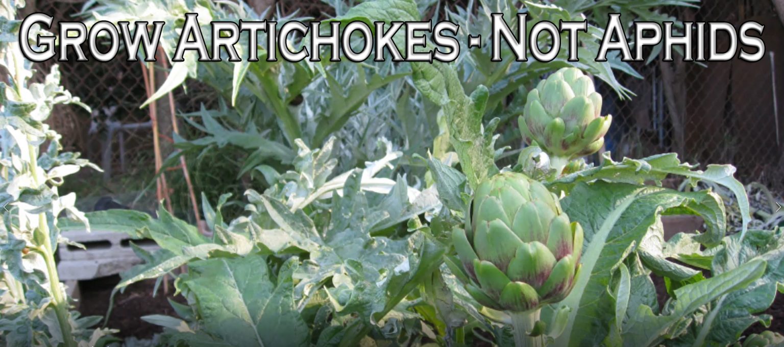 YouTube Grow Artichokes Not Aphids Gardenerd