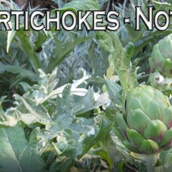 YouTube: Grow Artichokes – Not Aphids