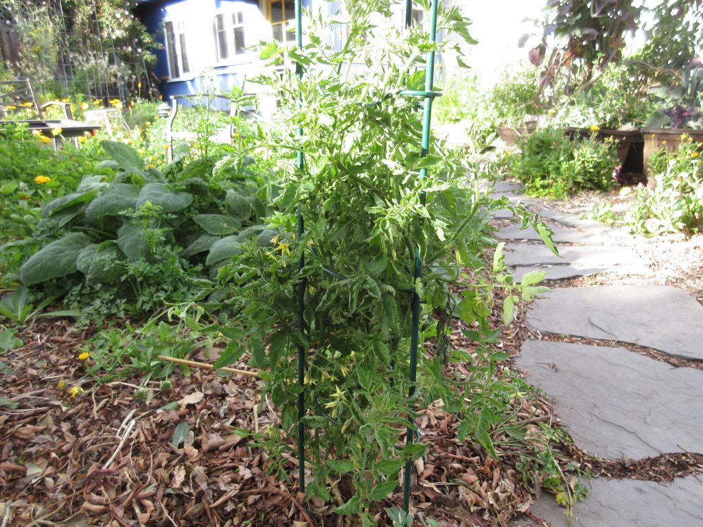 volunteer tomato