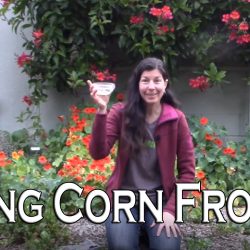 YouTube: Growing Corn From Seed