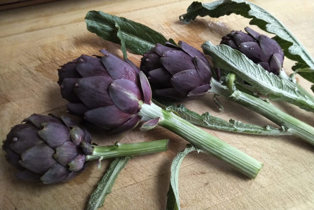 purple artichoke harvest