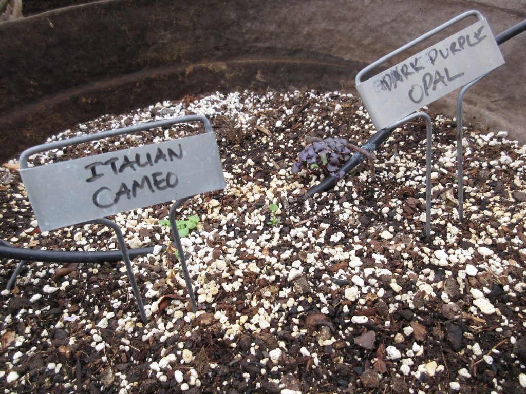 Basil sprouts