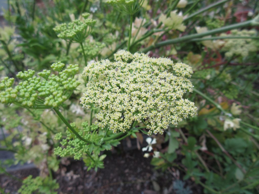 celery umbel