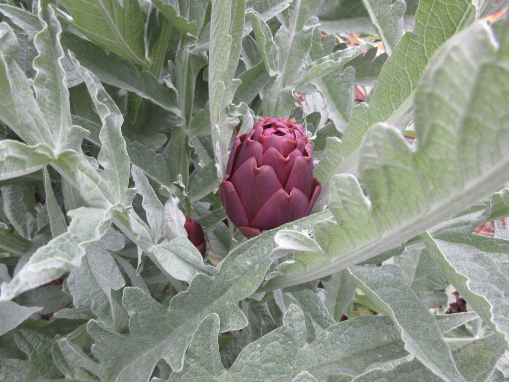 purple artichokes