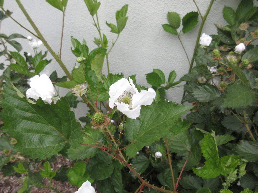 Blackberries wordless wednesday