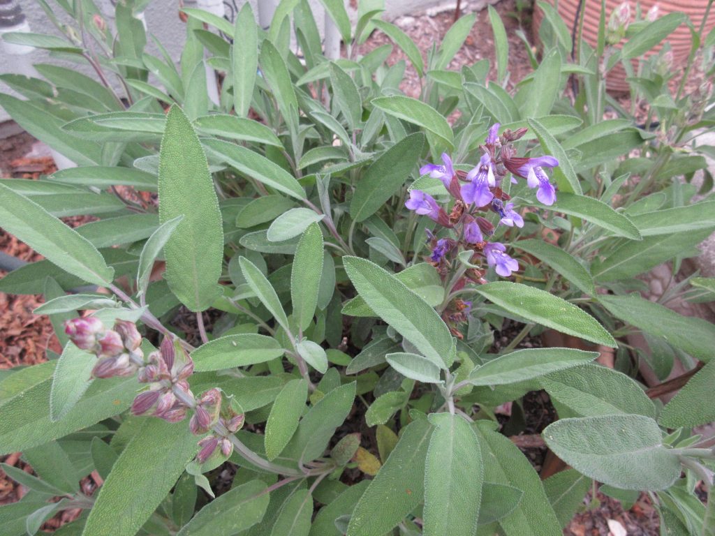 Sage in bloom