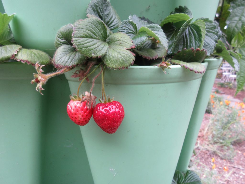 Strawberries in Greenstalk