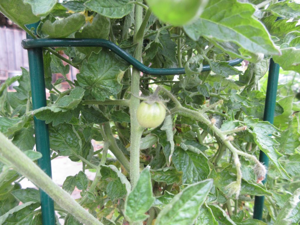 voluteer cherry tomato