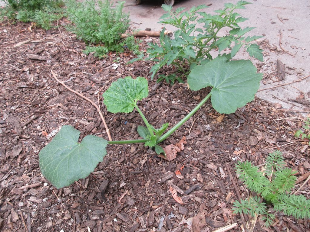 Volunteer mystery squash and tomato