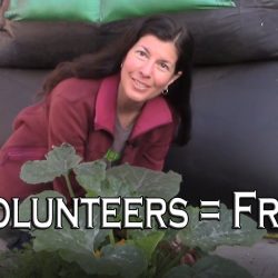 YouTube: Volunteers – The Benefit of Free Plants Forever