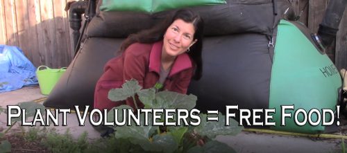 Read more about the article YouTube: Volunteers – The Benefit of Free Plants Forever