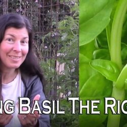 YouTube: Pinching Basil – How to Do It Right and Why