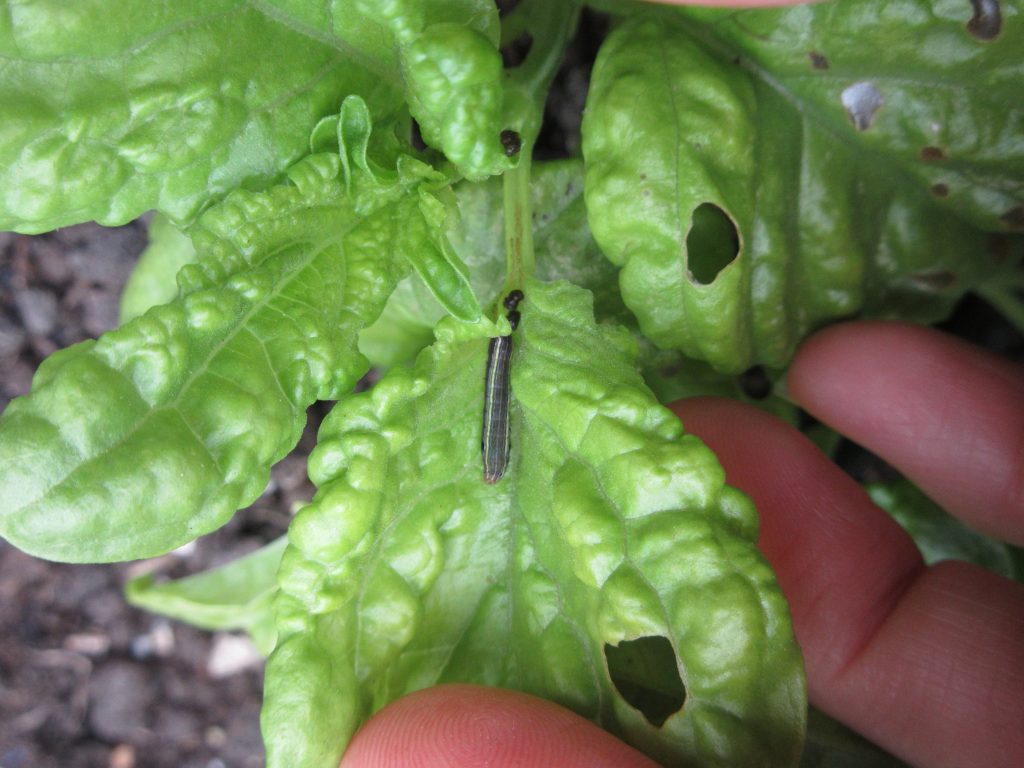 Armyworm on basil