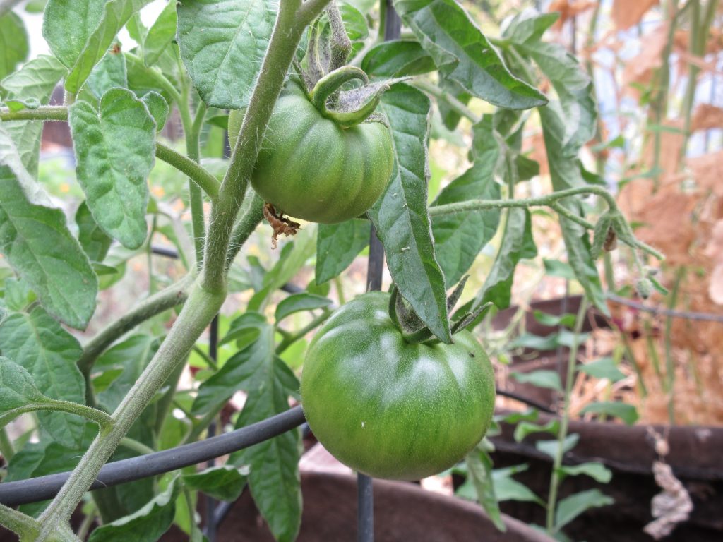 Black Russian tomato