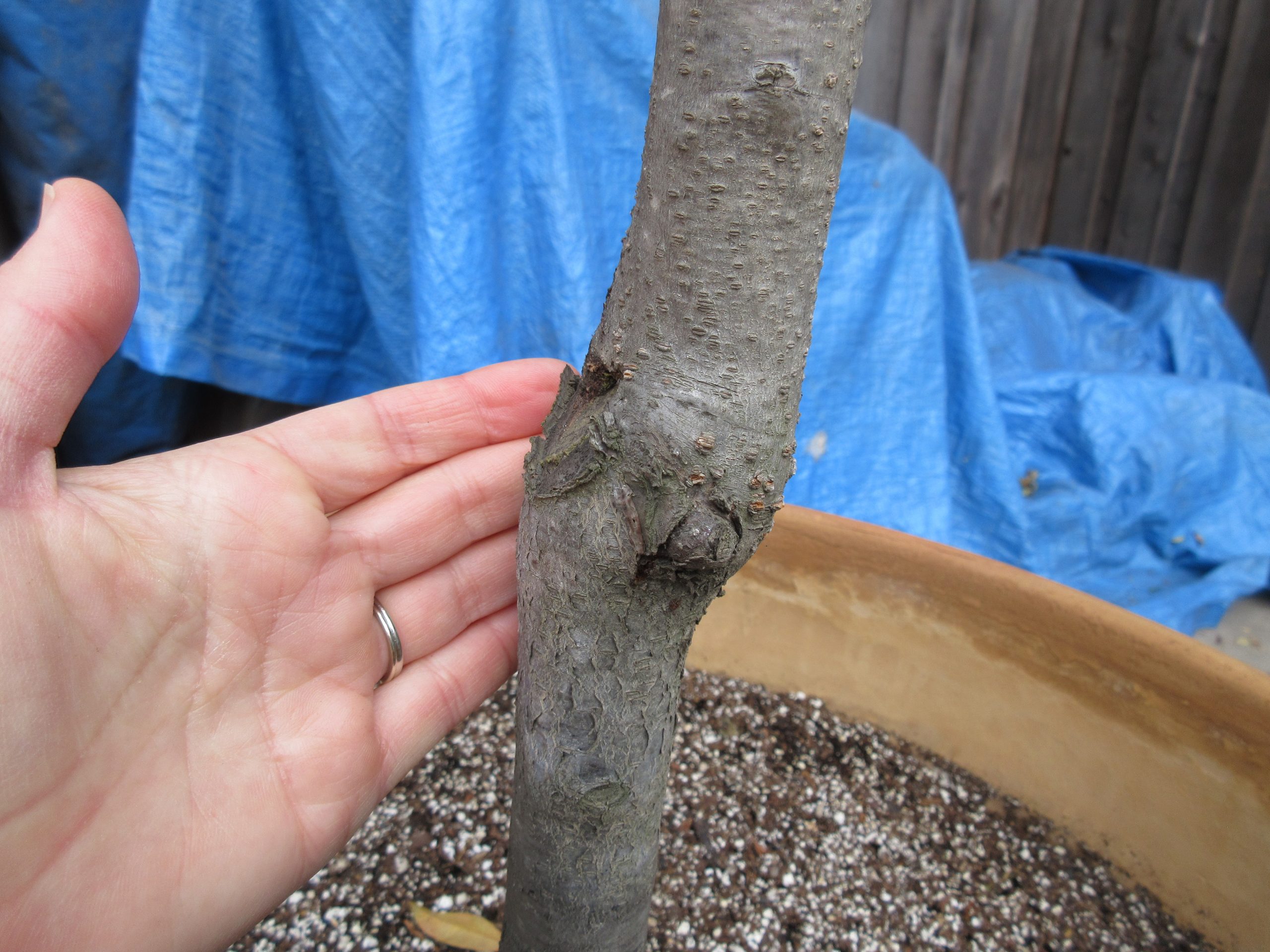 Ask Gardenerd Rootstock Fruit on Citrus Gardenerd