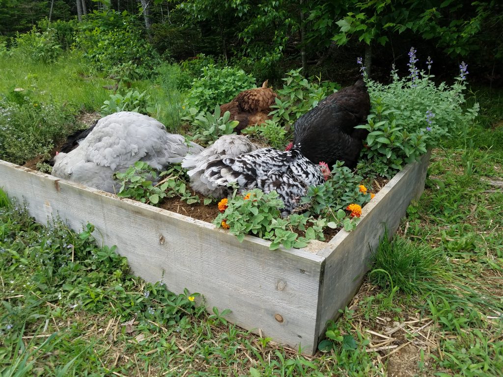 chicken-dust-bathing-in-herb-garden