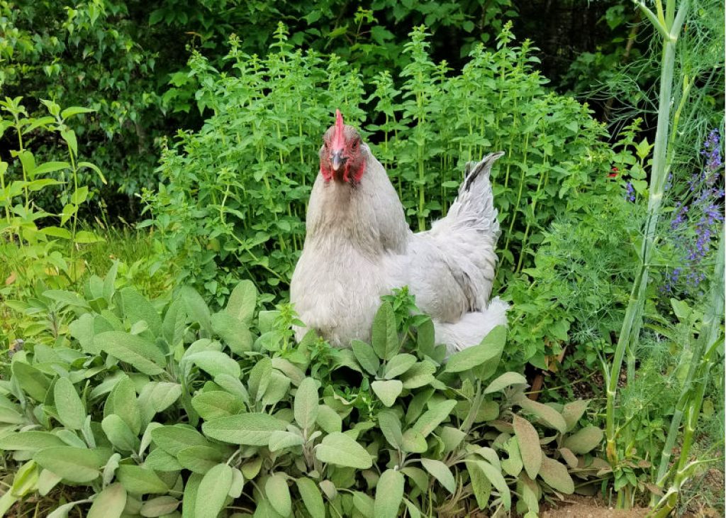 chicken-in-herb-garden