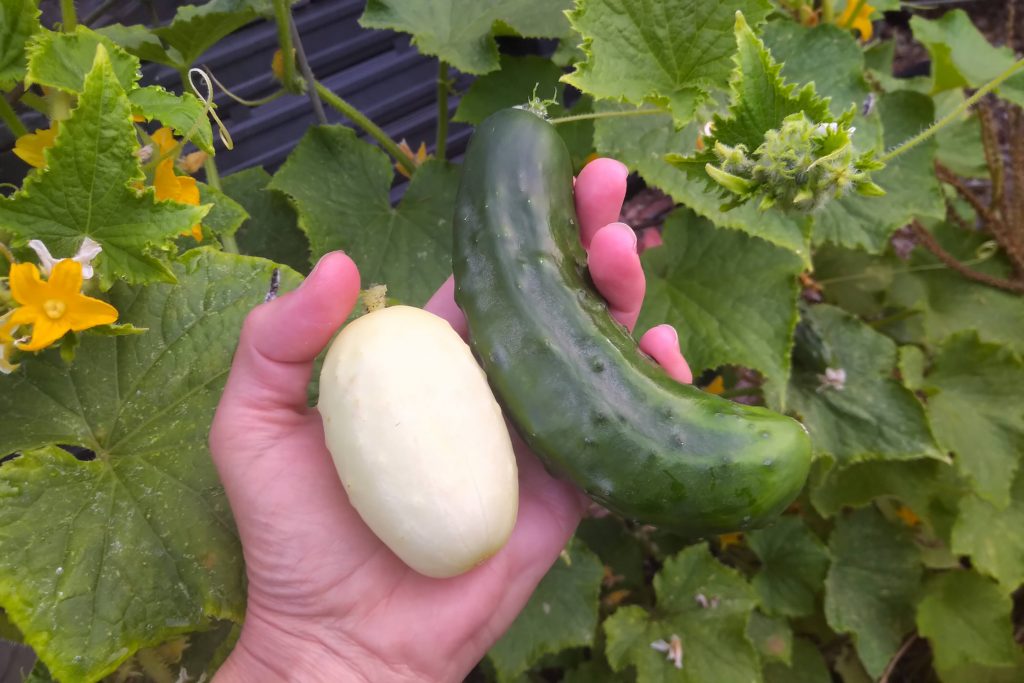 Cucumbers