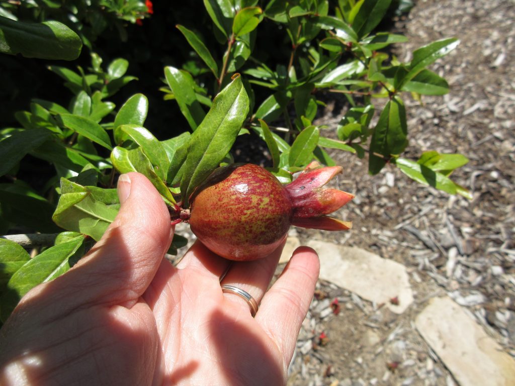 pomegranate ripening