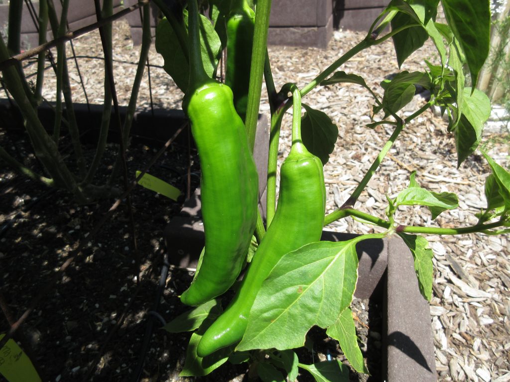 Anaheim peppers